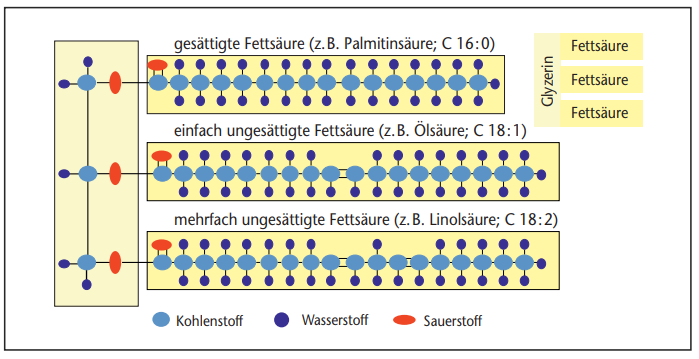 Fig. 1 : Structure des graisses et des acides gras 